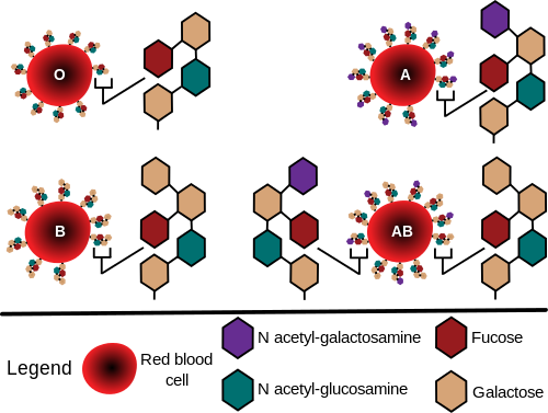 ABO Blood Group Diagram. Wikimedia Commons - Public Domain.