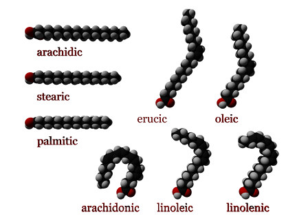 Fatty Acid Molecules (Creative Commons Wikimedia)