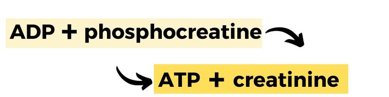 image showing reaction of ADP to ATP