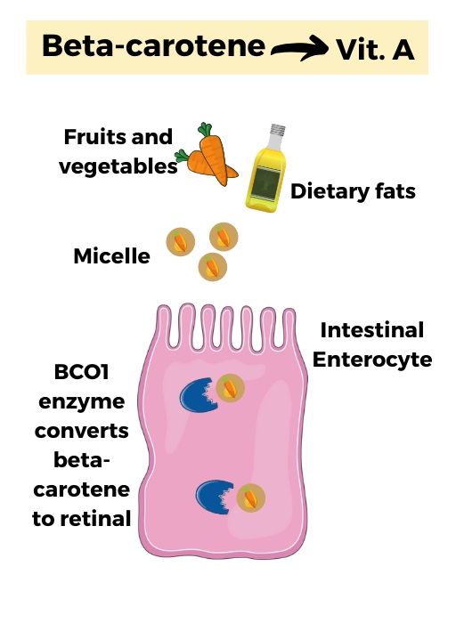 Converting Beta-Carotene to Vitamin A