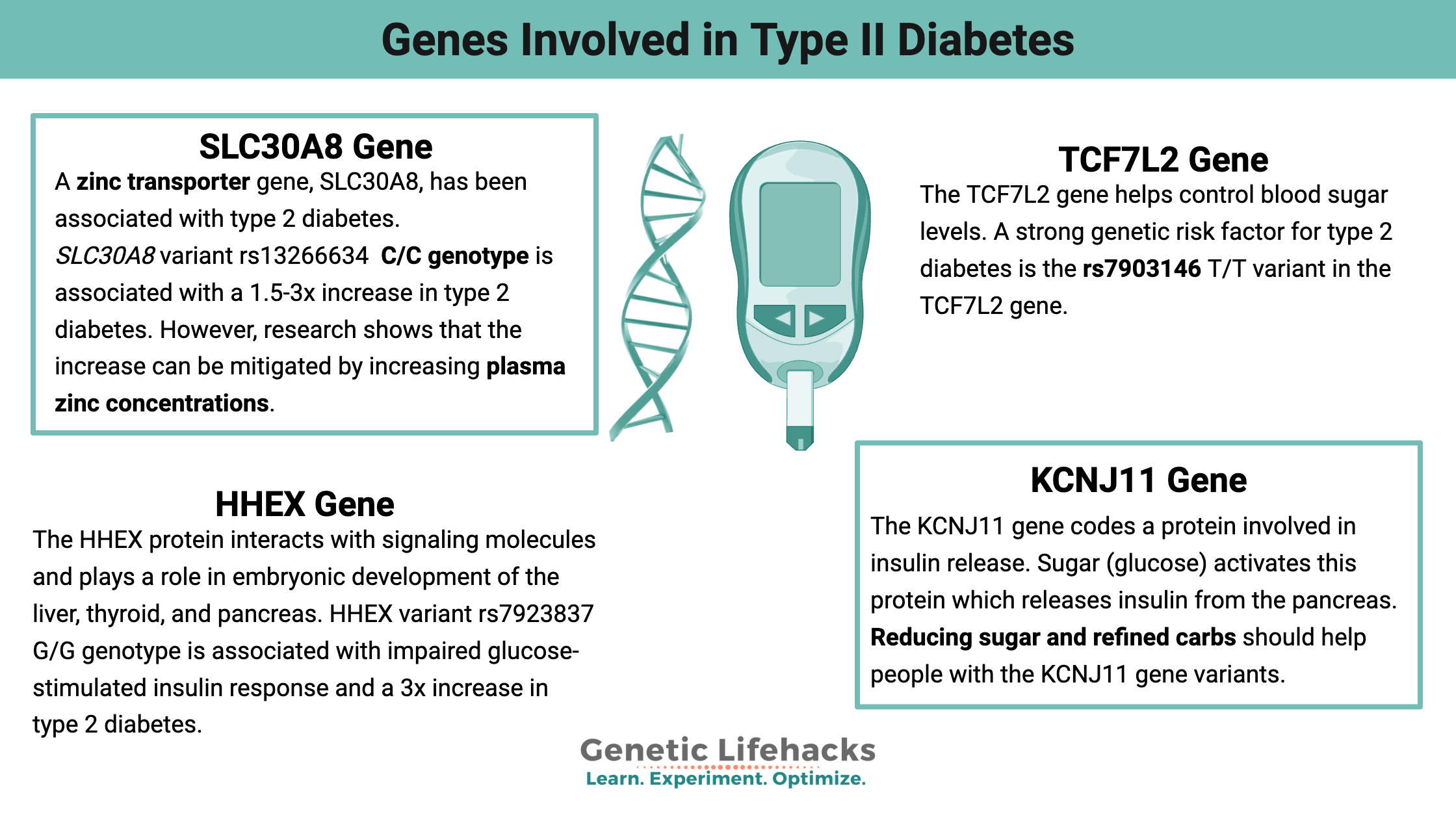 Genes Involved in Type II Diabetes, SLC30A8 Gene , KCNJ11 Gene