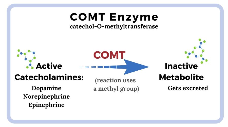 image showing comt enzyme function converting catecholamines into inactive metabolites