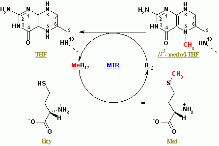 Methionine synthase (MTR) - image from Wikimedia Commons