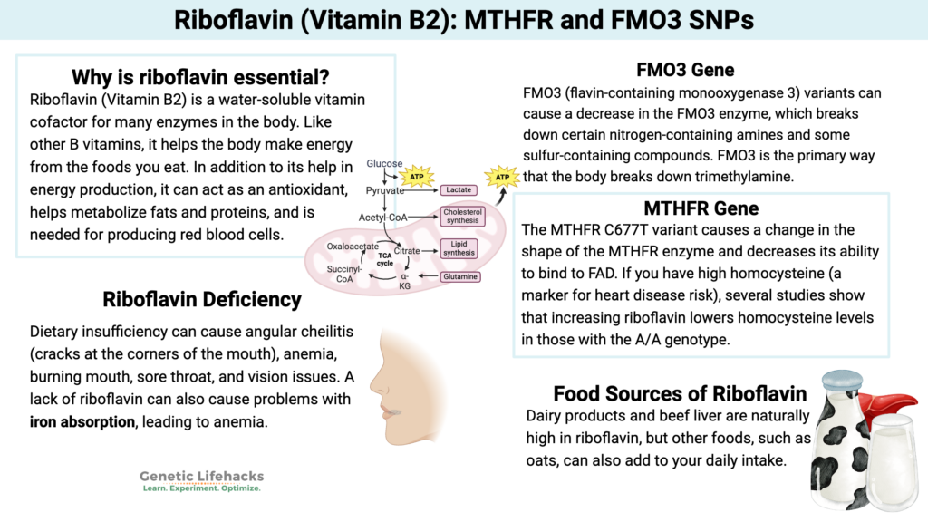 Riboflavin (Vitamin B2), MTHFR, and Deficiency Symptoms