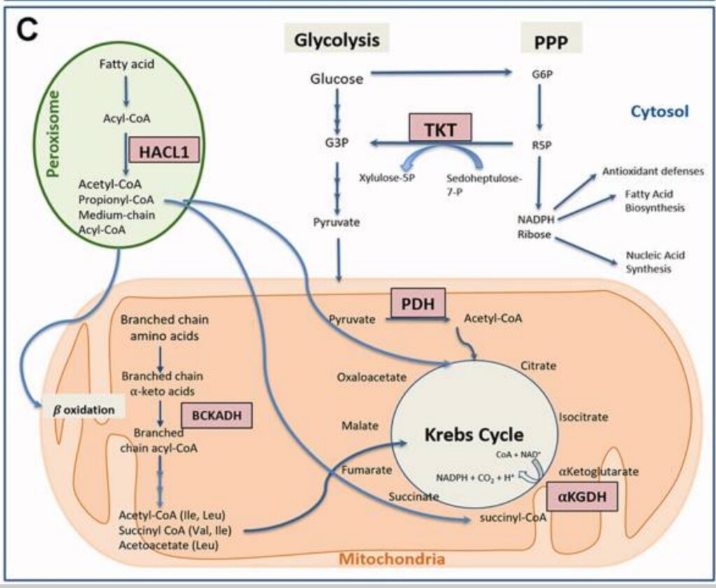 Thiamine Deficiency Causes