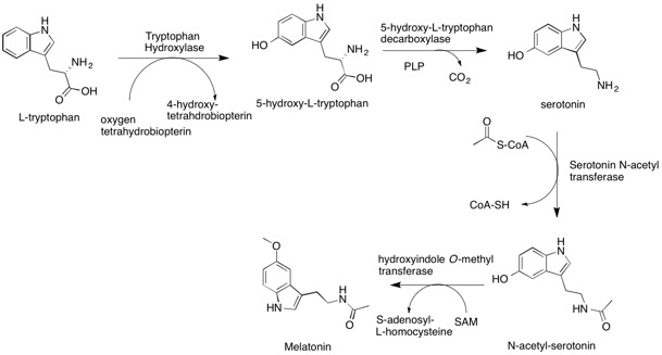 Melatonin Biosynthesis (public domain, Wikimedia Commons)