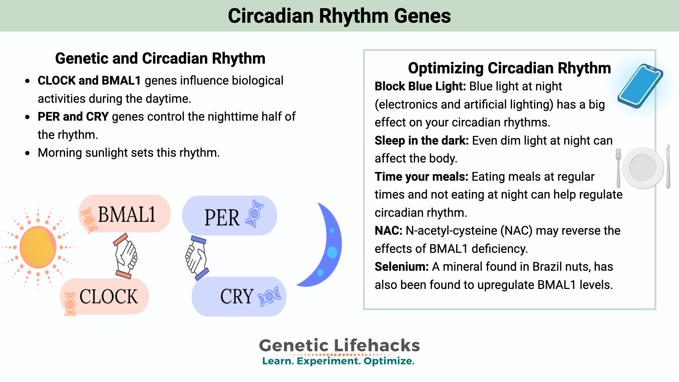 Circadian Rhythm Genes, CLOCK gene, PER1 family of genes