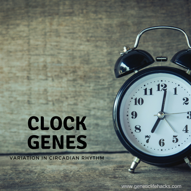 Circadian Rhythms Genes at the Core of Our Internal Clocks