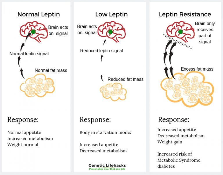 Leptin Receptors and Hunger