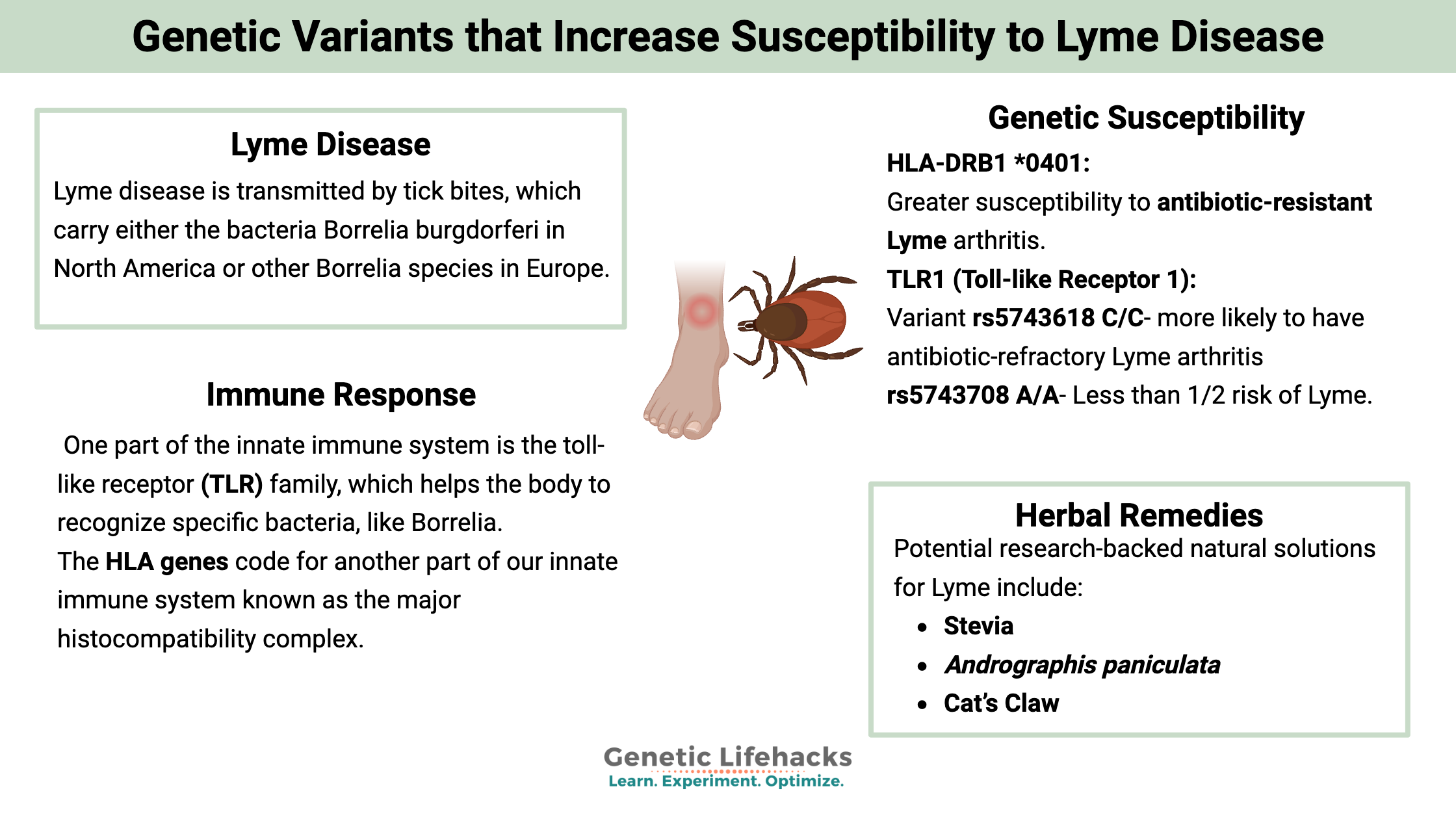 Genetic Variants that Increase Susceptibility to Lyme Disease, TLR1, HLA system