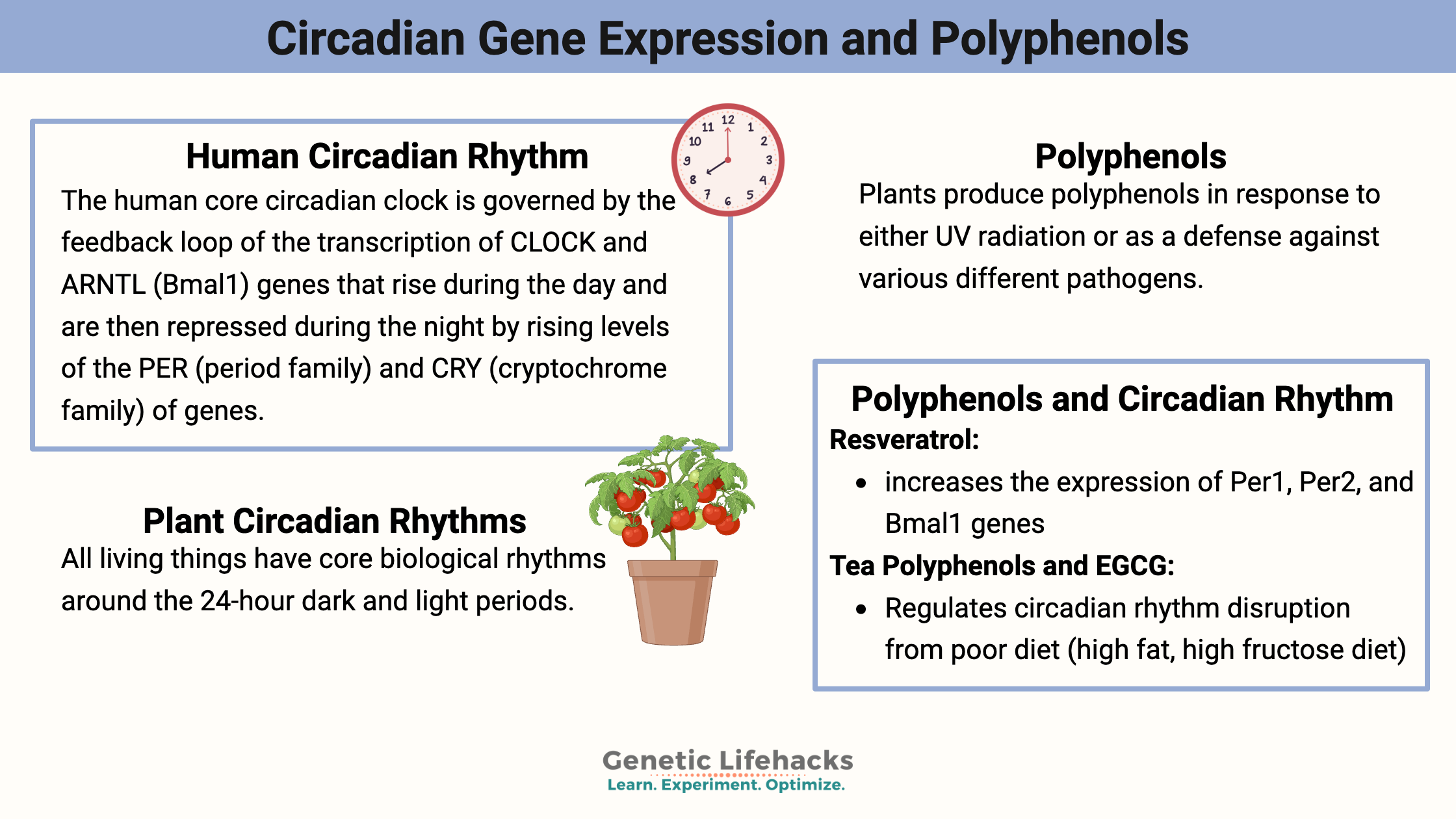 Circadian Gene Expression and Polyphenols