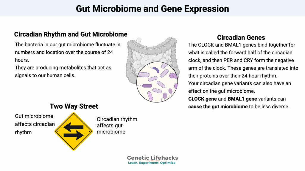 Gut Microbiome and Gene Expression