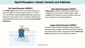 Opioid Receptor Genetic Variants and Addiction