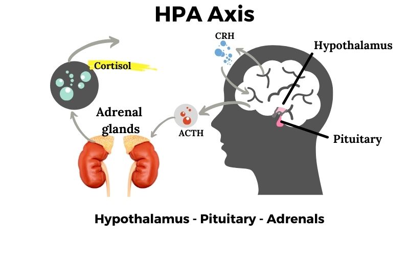 image showing HPA axis - from to brain hypothalamus and pituitary to the adrenal glands releasing cortisol