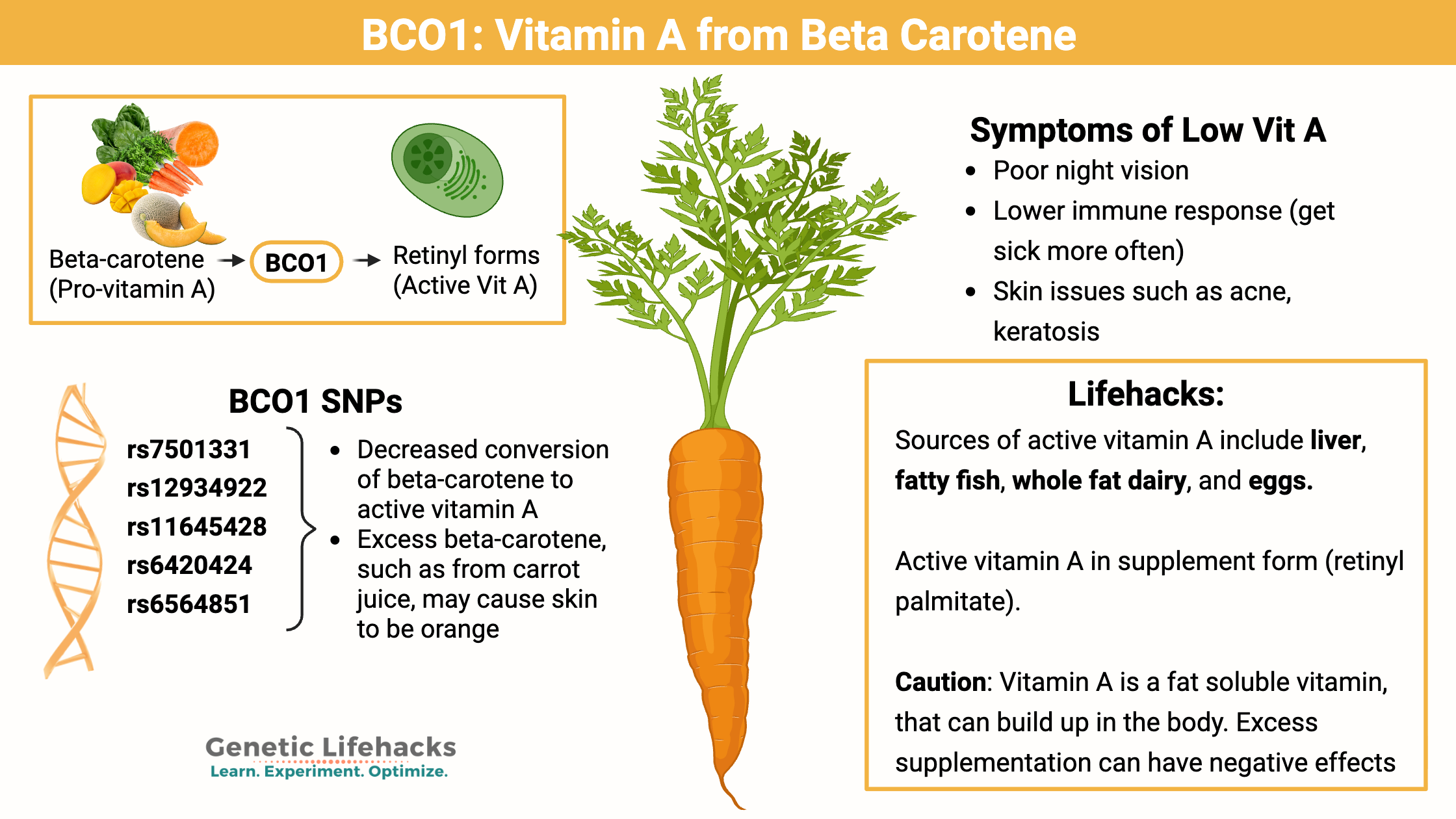BCO1: Vitamin A from Beta Carotene