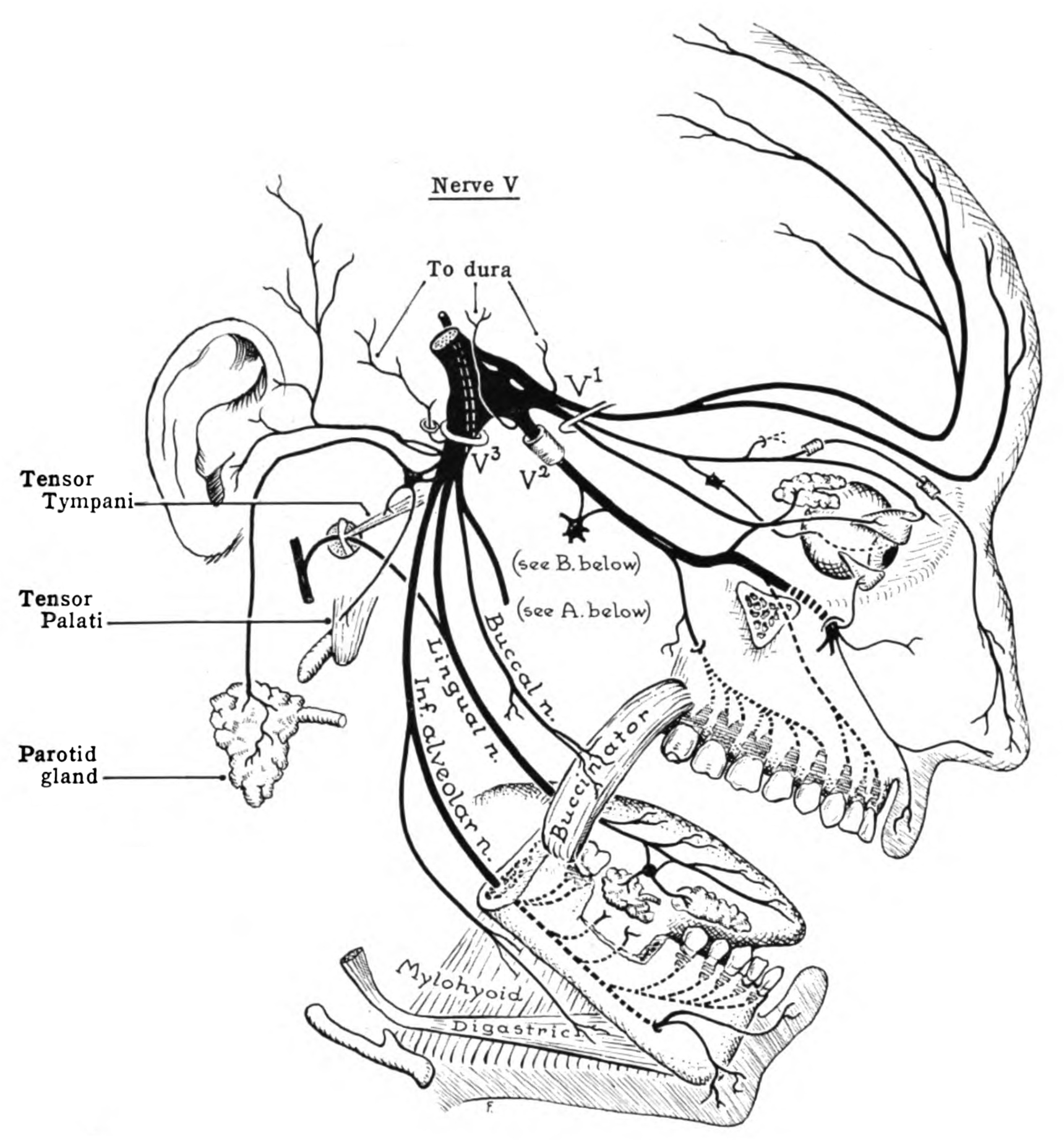 image showing the trigeminal nerve, which starts near the temple and spreads over the face and forehead