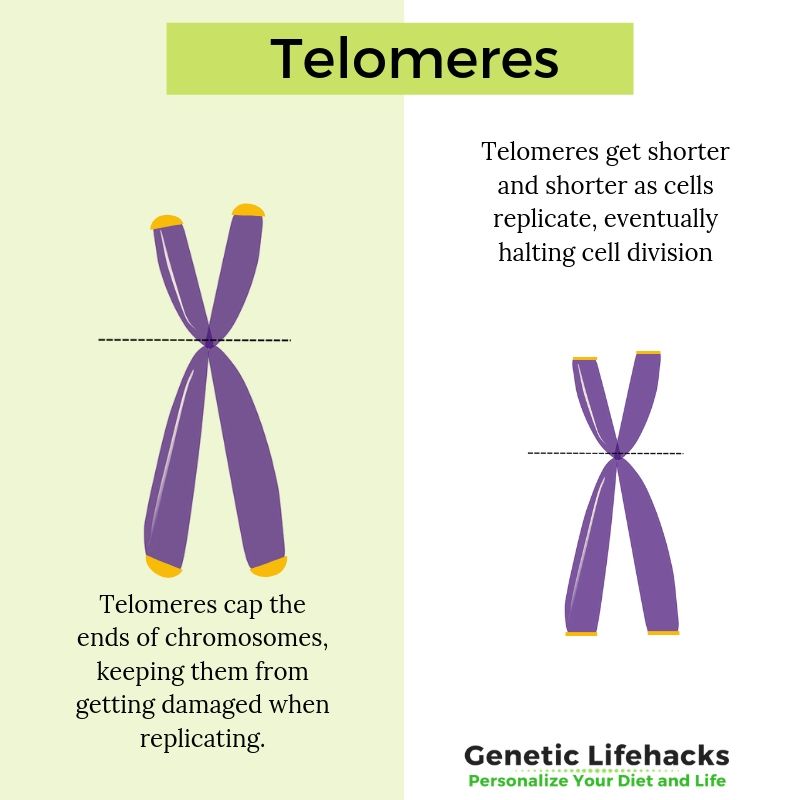 UNSW on X: Eventually, the telomere is too short – the cell stops dividing  and either destroys itself or becomes inactive. As we age, many of our  cells reach this stage, so