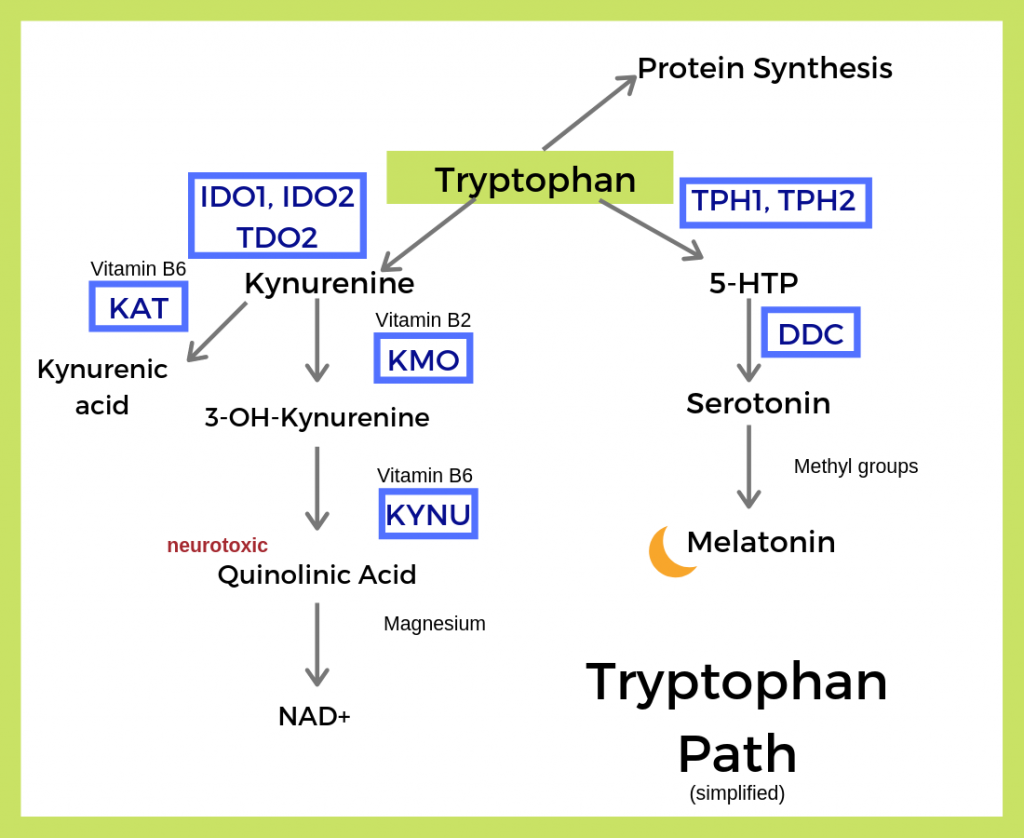 The diagram illustrates the biochemical pathway of tryptophan, highlighting its conversion to kynurenine and ultimately to serotonin and melatonin, while indicating the roles of various enzymes and vitamins in the process.