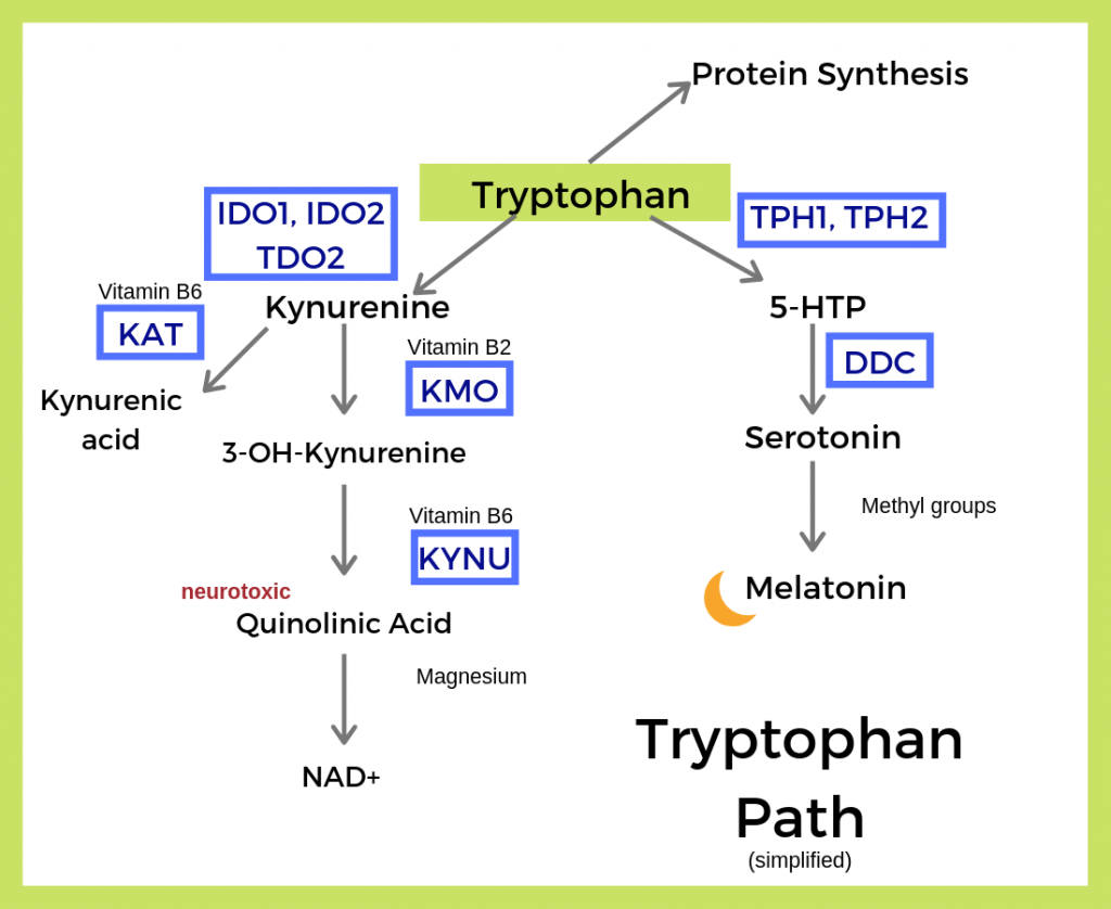 tryptophan pathway