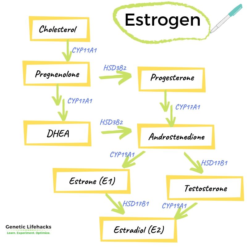 how estrogen is made from cholesterol