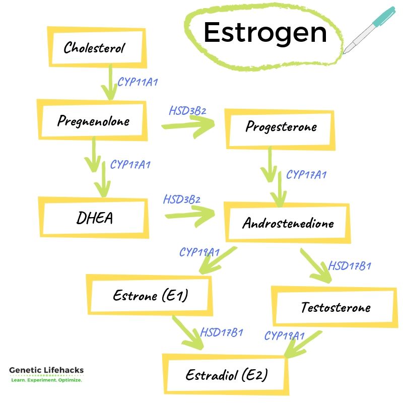 how estrogen is made from cholesterol