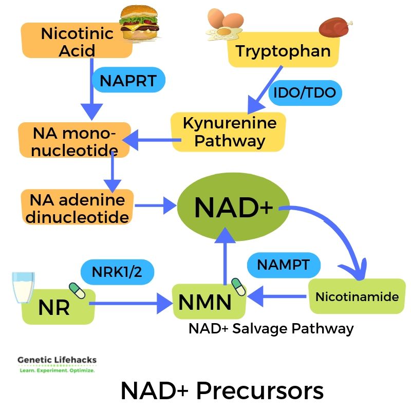 creating NAD+ from NMN and NR and tryptophan