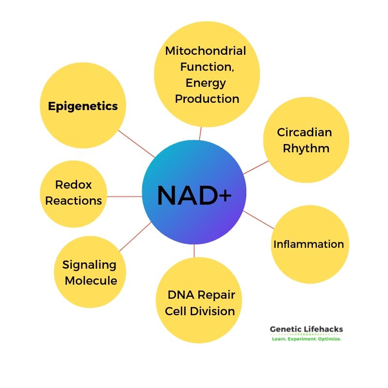NAD+ is important in a number of cellular processes