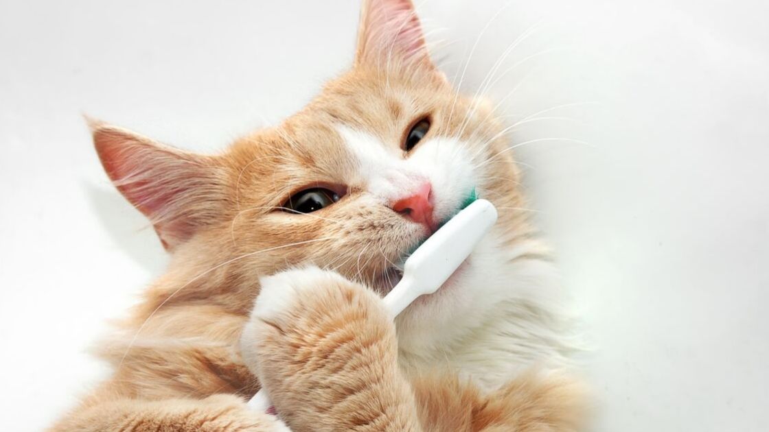 Genetics and Cavities: Check your 23 and Me data