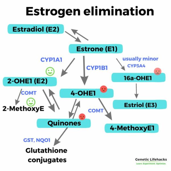 Estrogen: How It Is Made and How We Get Rid of It
