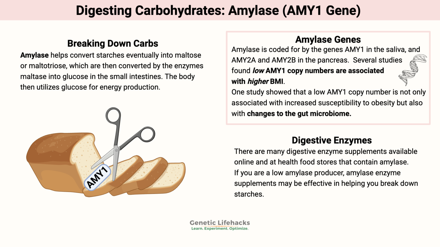 Digesting Carbohydrates: Amylase variants - Genetic Lifehacks
