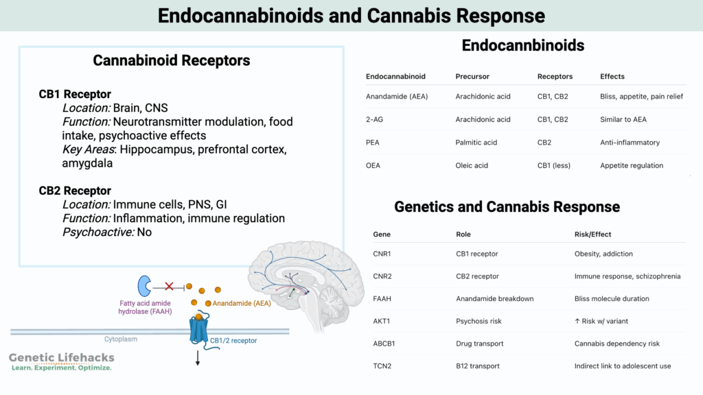 CB1 CB2 Cannabis Receptor Variants