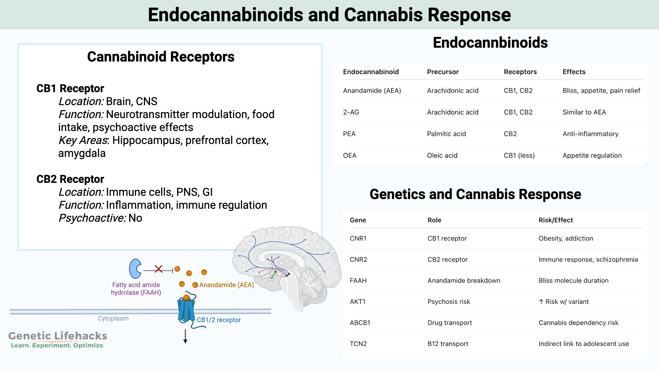 CB1 CB2 Cannabis Receptor Variants