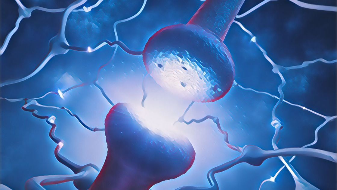 COMT neurotransmitter levels