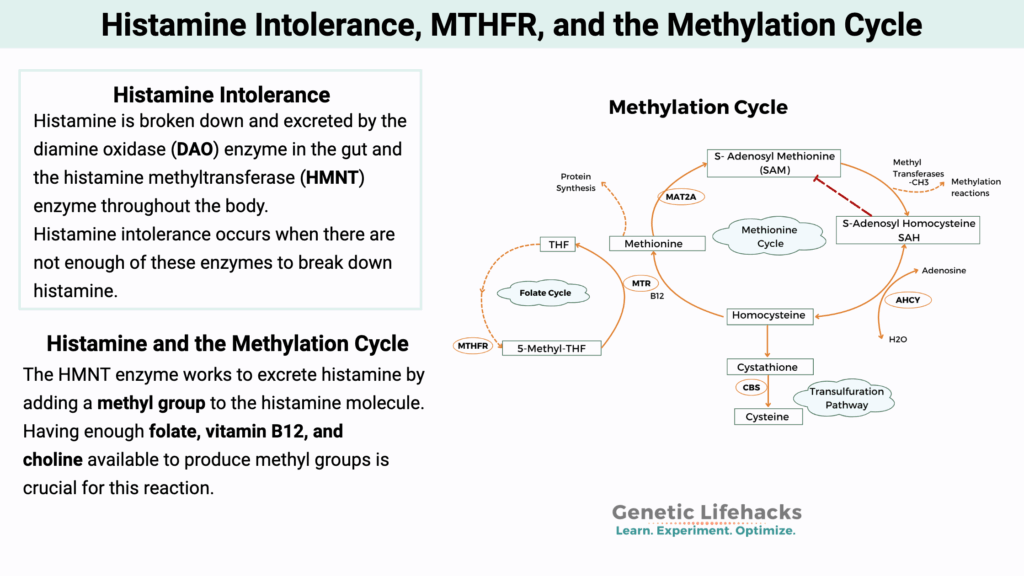 Histamine Intolerance, MTHFR, and the Methylation Cycle