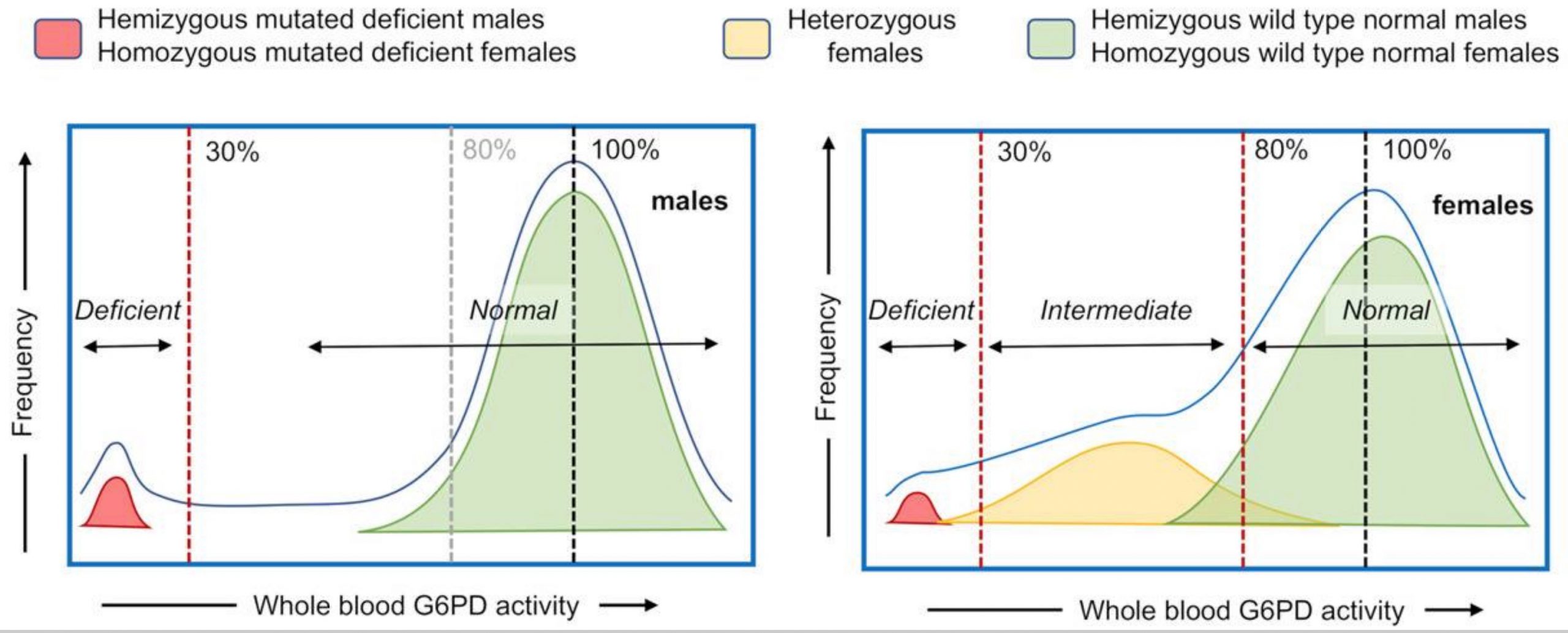 image showing the distribution of G6PD deficiency in males and females