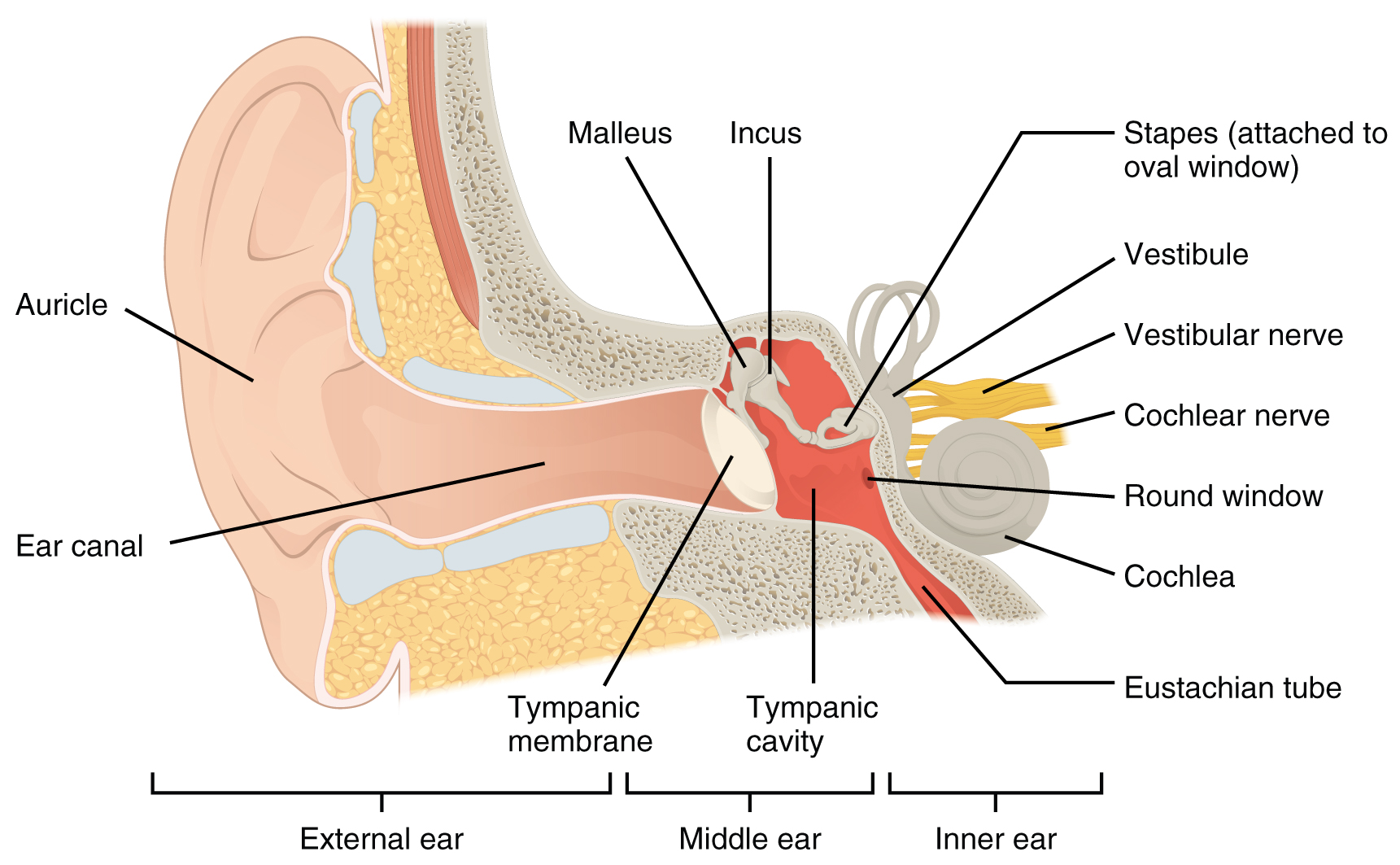 creative common image showing the structure of the inner ear