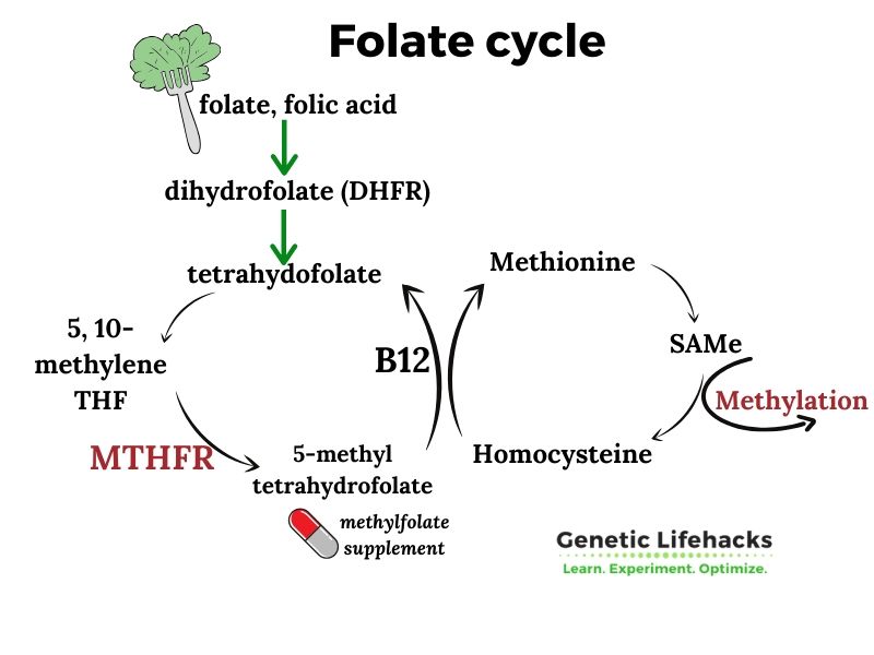 folate cyle includes DHFR, tetrahydrofolate, methylB12, MTHFR, homocysteine, and methionine