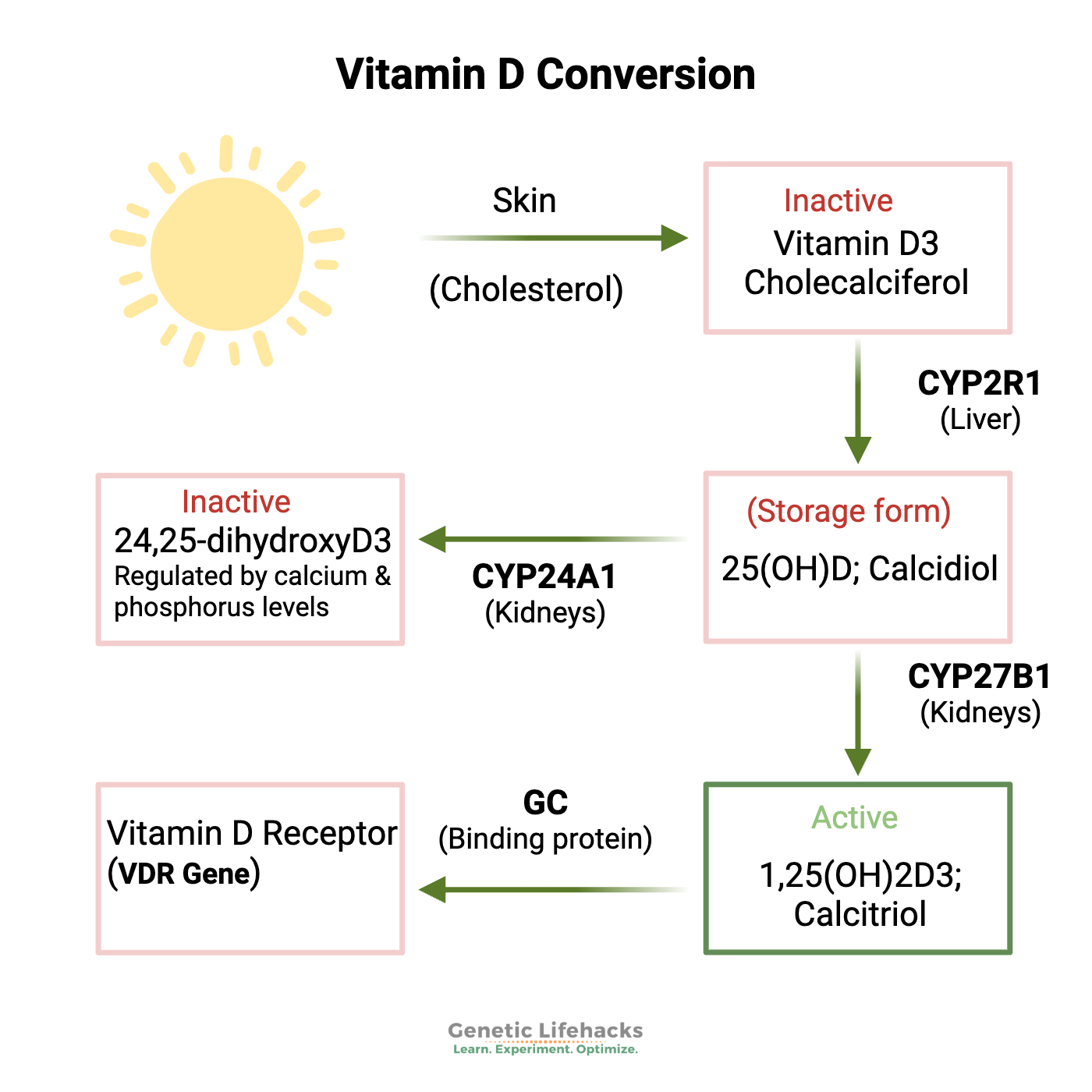 Genes involved in vitamin D conversion to the active form of Vitamin D, VDR Gene