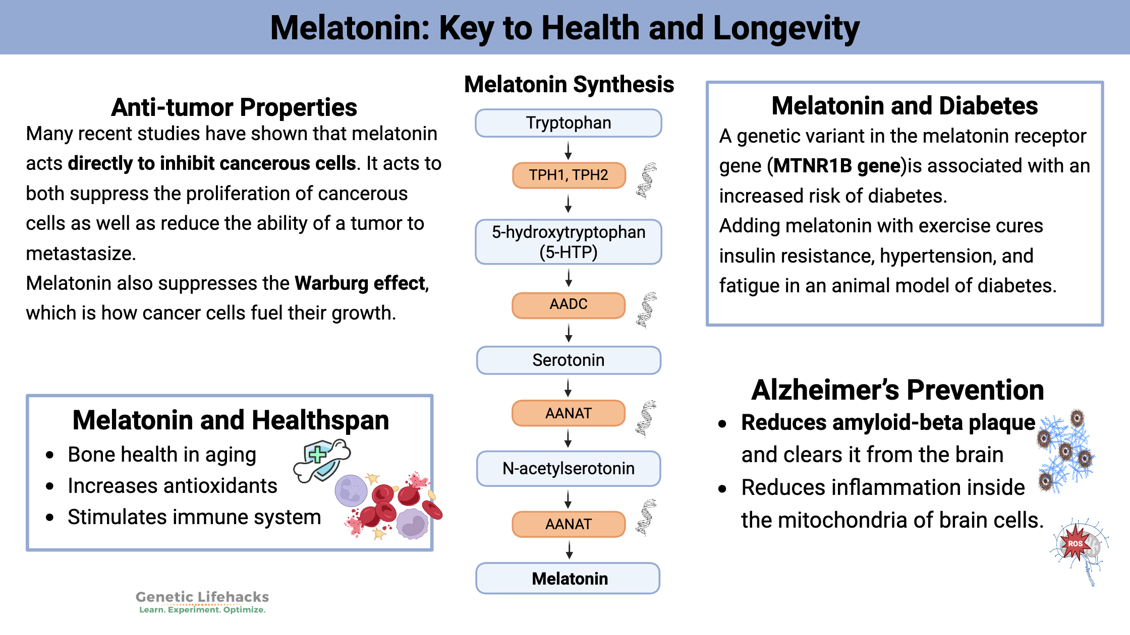 Melatonin: Key to Health and Longevity, melatonin synthesis pathway