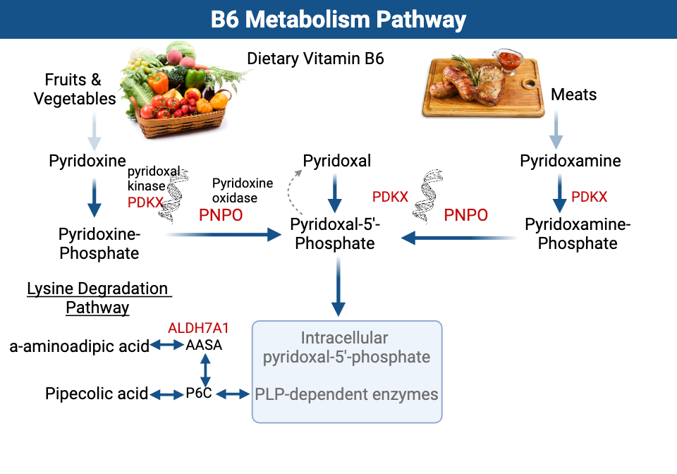 Diagram of the conversion of dietary B6 to the active P5P pyridoxal 5 phosphate. P. Adapted from:[ref][ref]