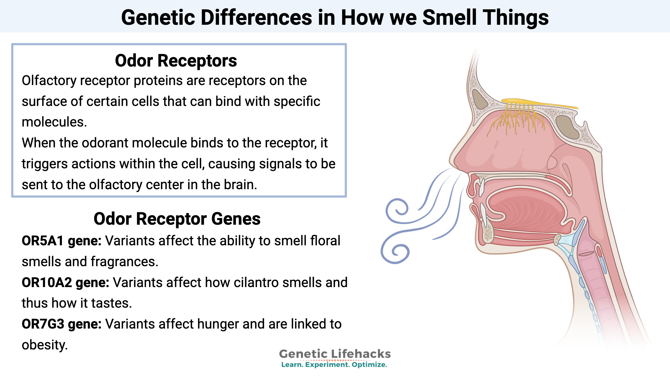 Genetic Differences in How we Smell Things