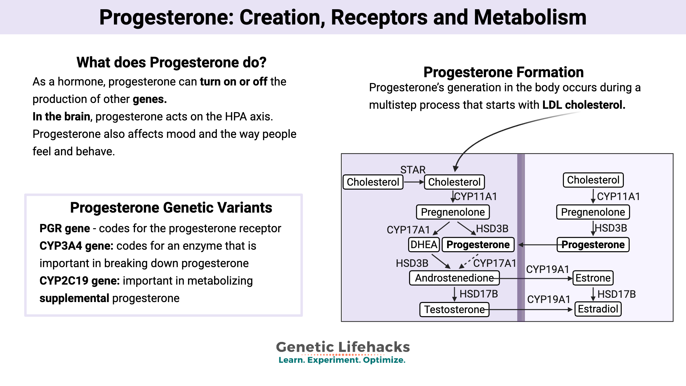 Progesterone: Creation, Receptors and Metabolism