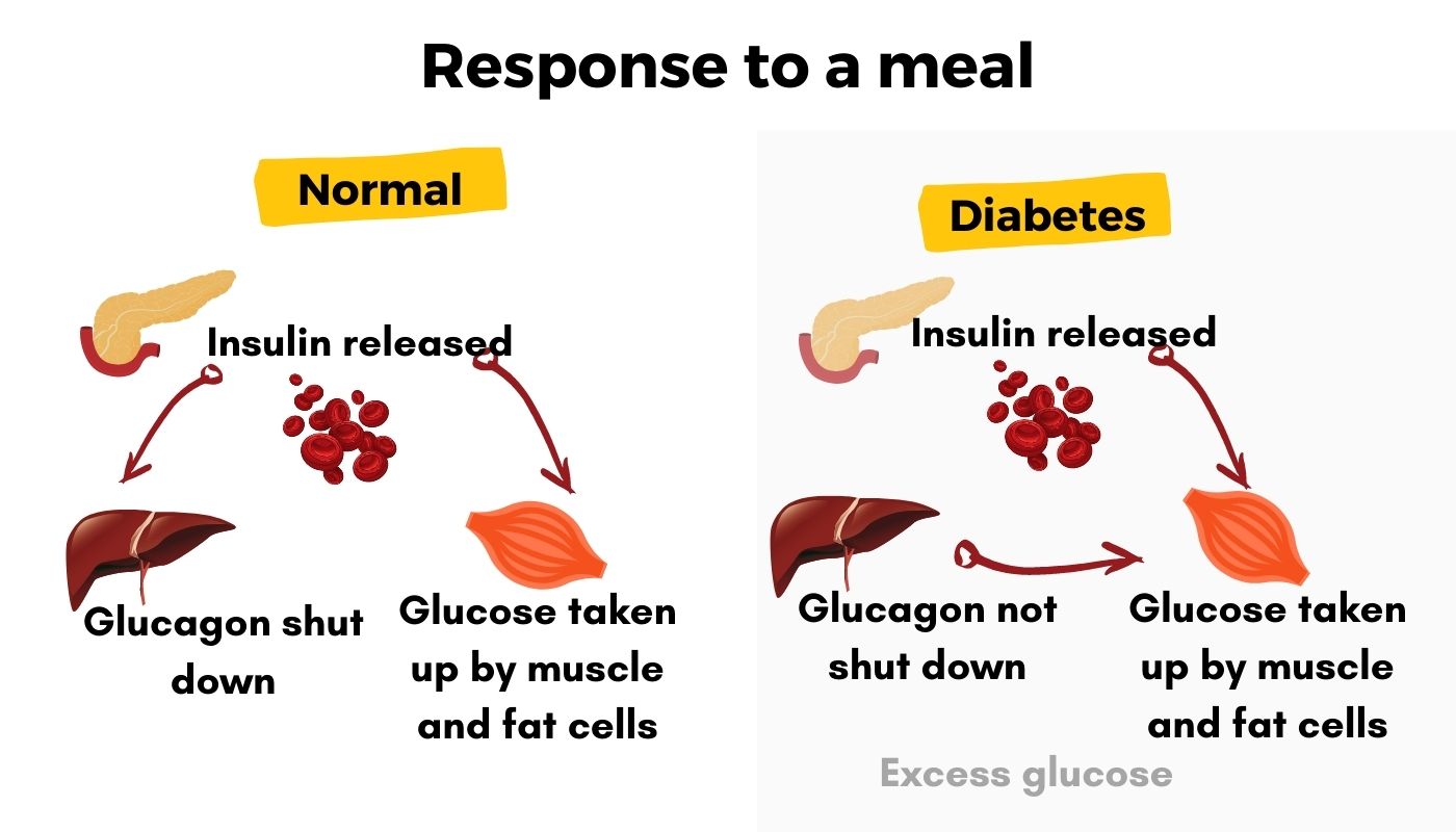 Regulate insulin response