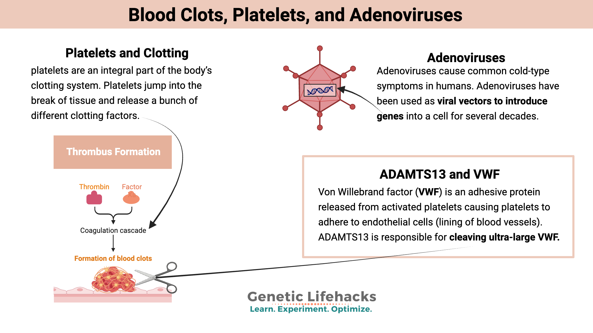 Blood Clots, Platelets, and Adenoviruses
