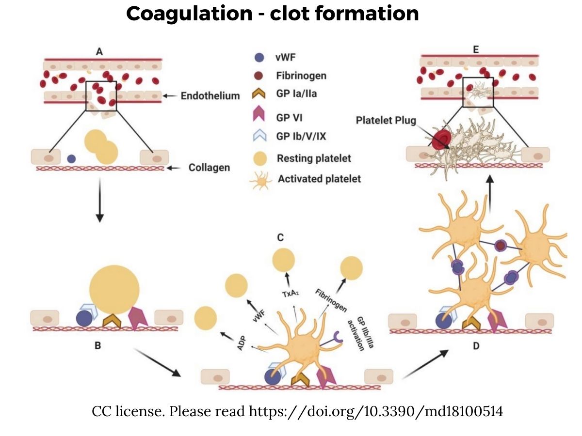 Blood Clots Platelets And Adenoviruses Blood Clots Platelets And Adenoviruses