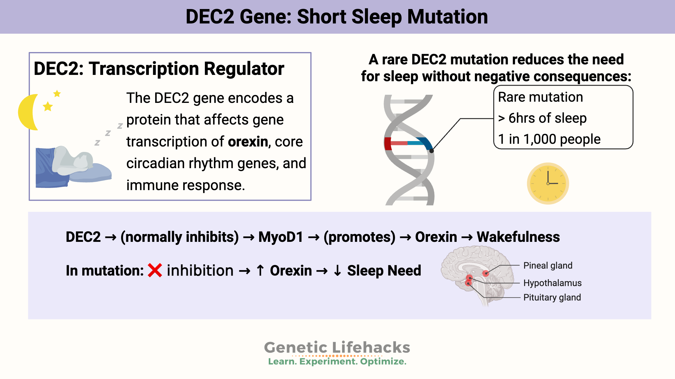 A mutation in DEC2 decreases the amount of sleep needed.