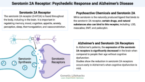 Serotonin 2A Receptor: Psychedelic Response and Alzheimer’s Disease
