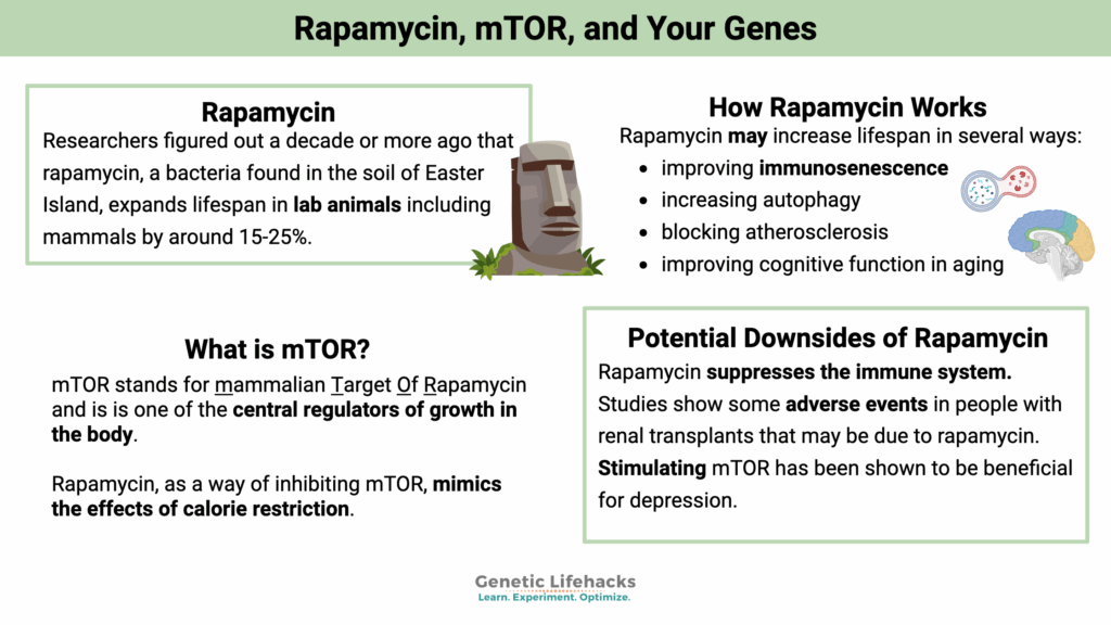mTOR, how rapamycin works, downsides of rapamycin