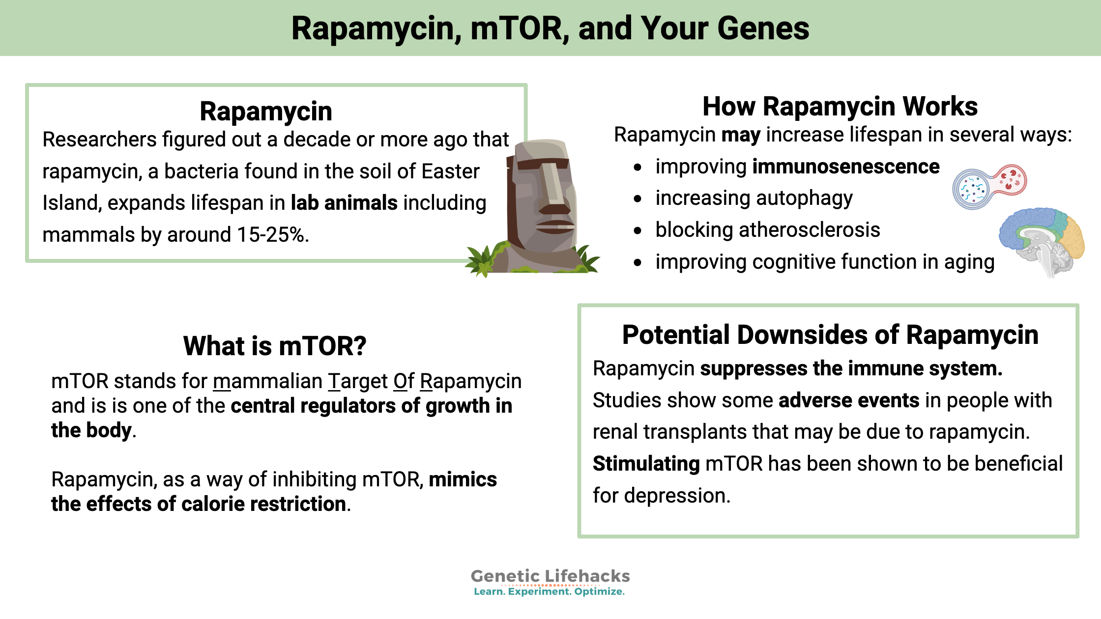 mTOR, how rapamycin works, downsides of rapamycin