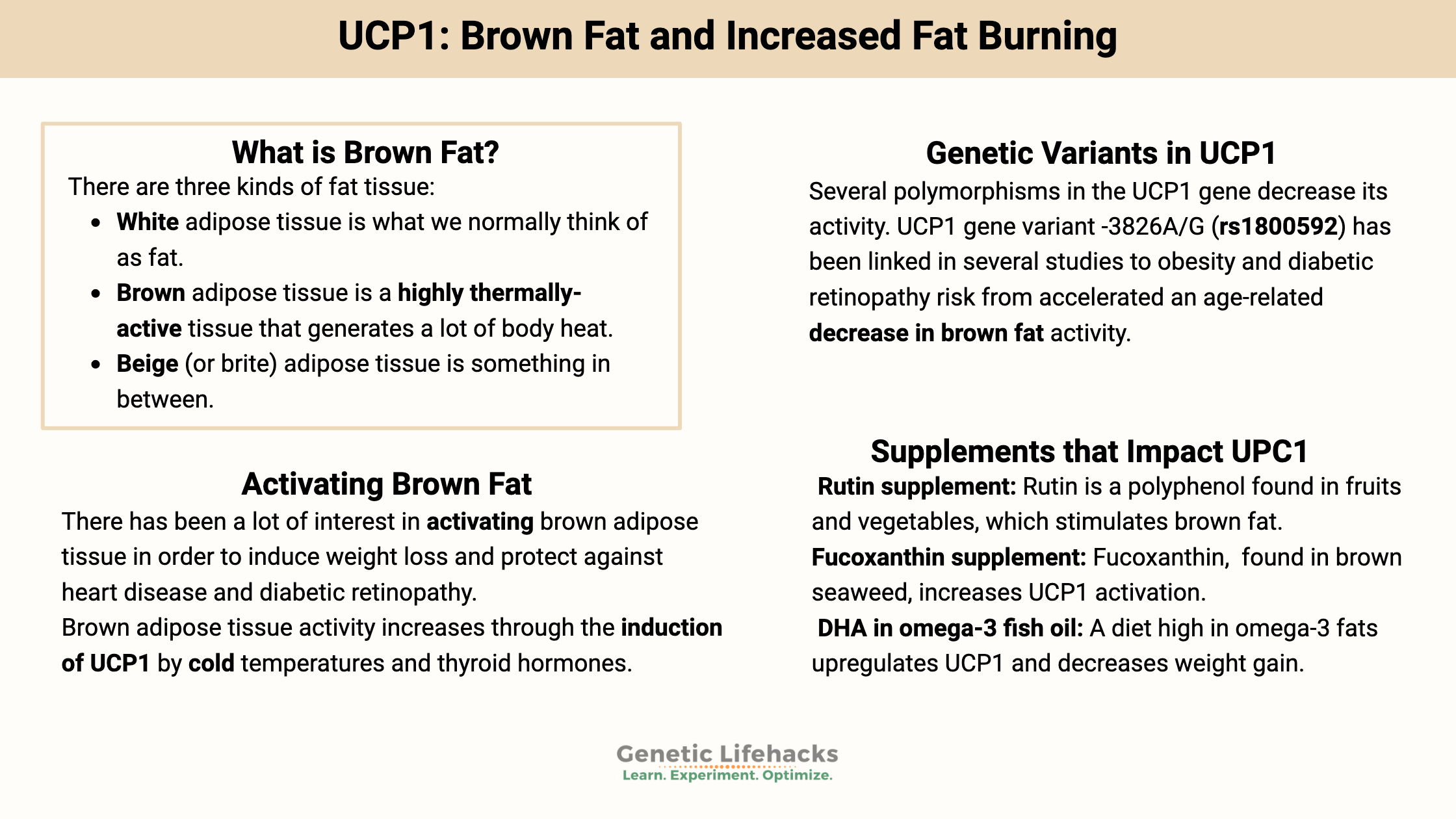 UCP1 gene: Brown fat and increased fat burning
